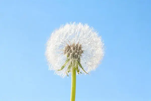 蓝天背景下蒲公英种子的特写