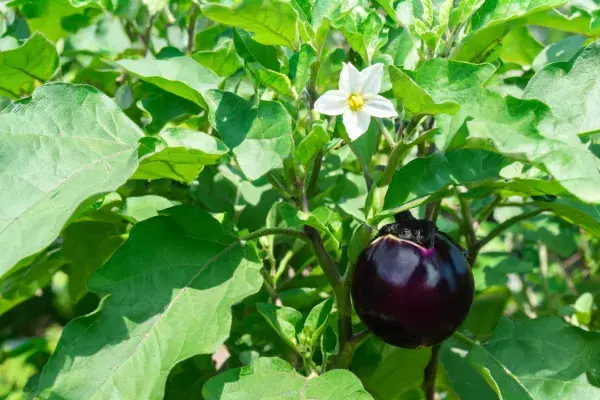 紫茄植株带花果实特写
