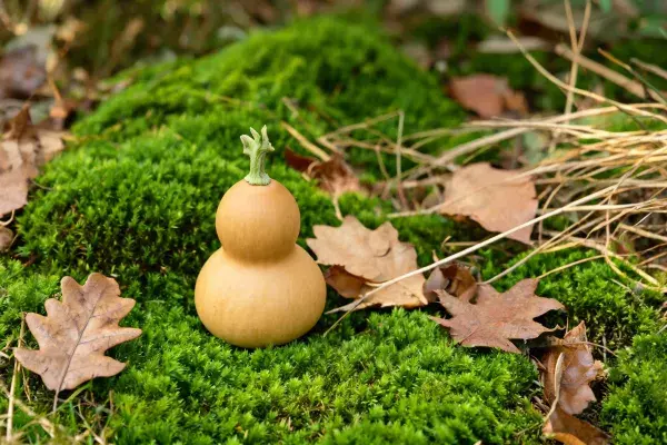 苔藓上装饰葫芦摆件的特写