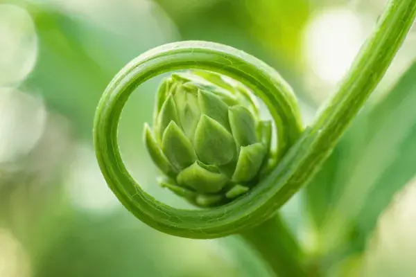 环境中的蕨芽螺旋形态特写