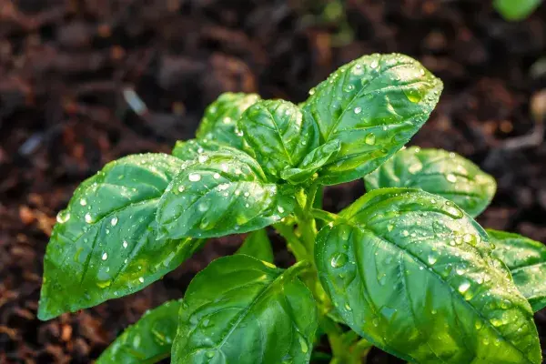 罗勒叶片带露珠的花园种植特写