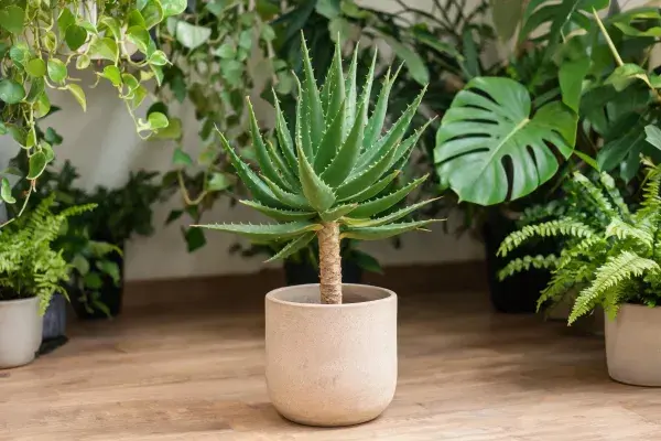 芦荟盆栽置于室内植物空间