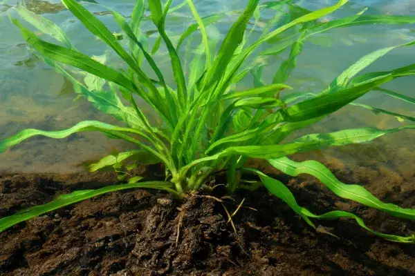 水边生长的水生植物特写场景