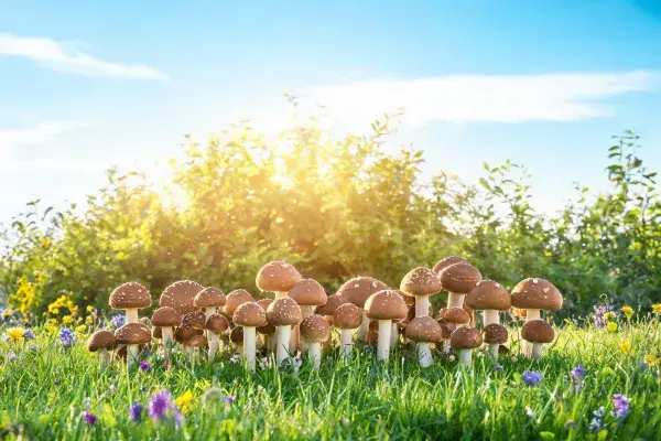 阳光草地上的野生蘑菇群落
