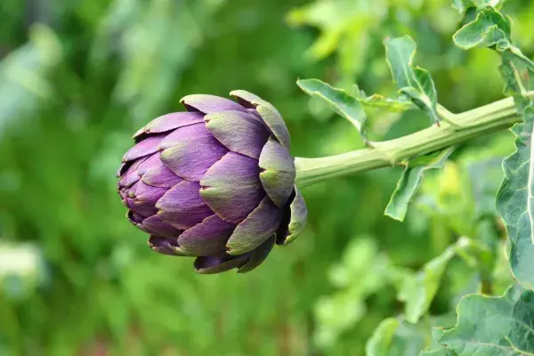 绿叶间紫色洋蓟的花苞特写