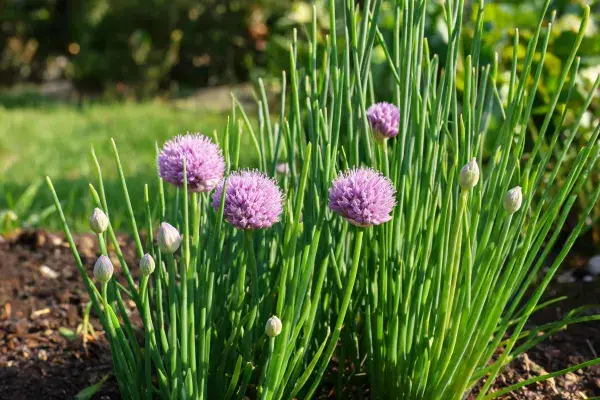阳光下花园里的韭菜花生长景象