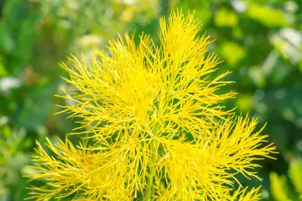 茴香花的黄色花序特写