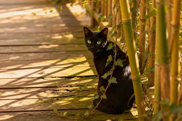 竹林边木质步道上的黑猫场景