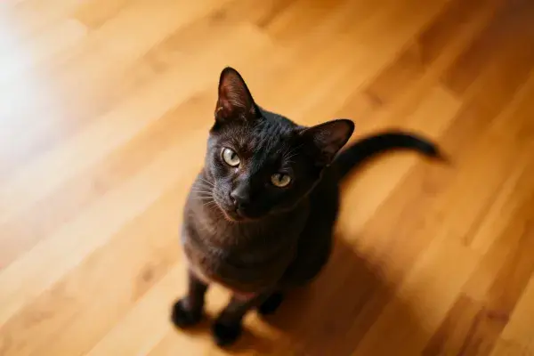 室内木质地板上的波曼猫