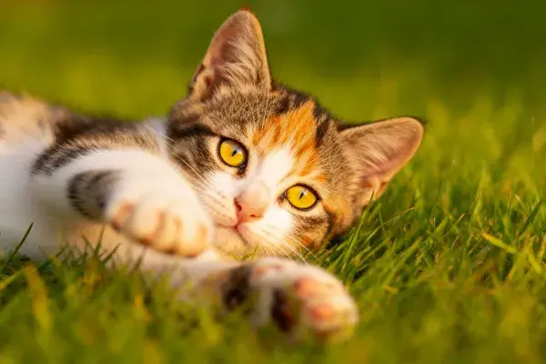 阳光草地上的三色小猫