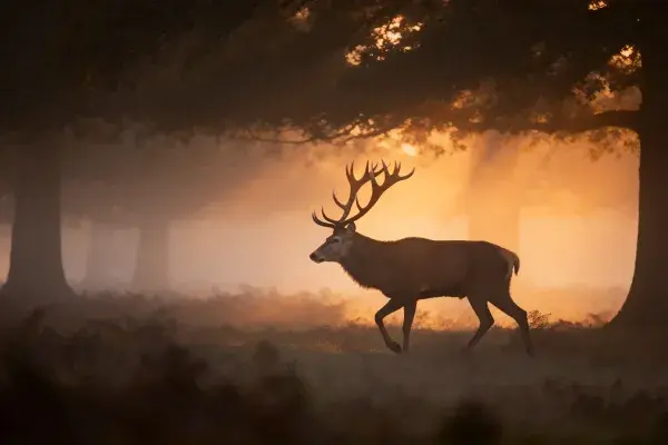 晨雾森林中红鹿漫步场景