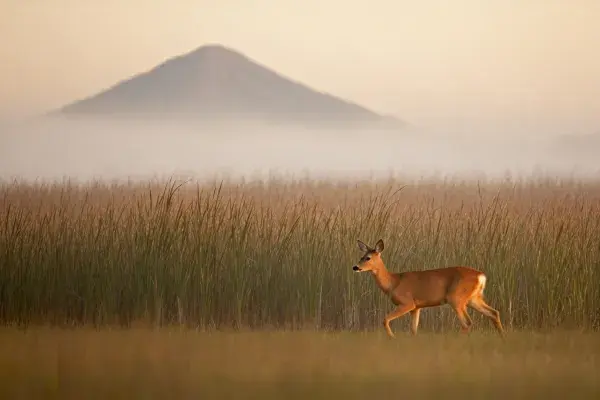 青草湿地中的白尾鹿与远山雾景