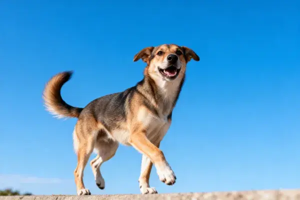 阳光下欢快行走的混血犬