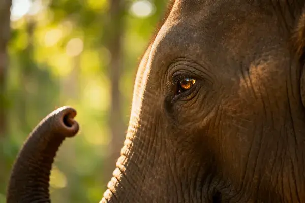 亚洲象面部纹理与眼神特写