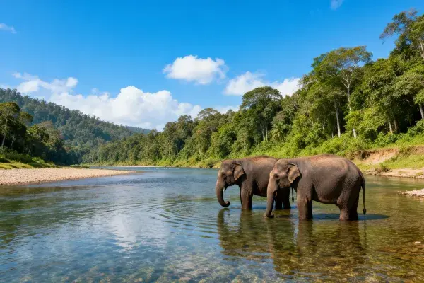 丛林溪流边亚洲象戏水场景