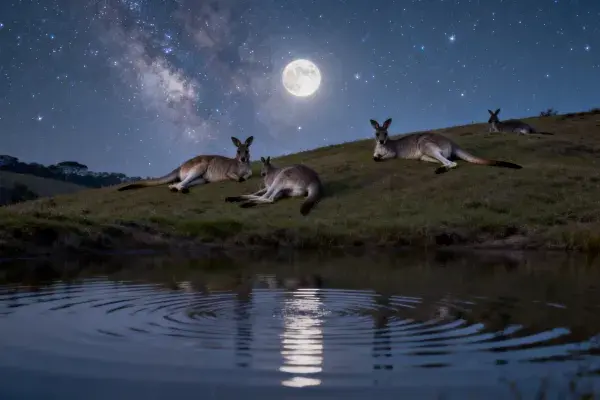 夜间山坡上的袋鼠休憩场景