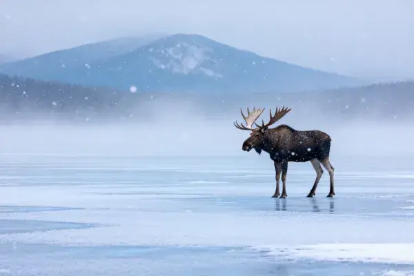 驼鹿站立在冰雪湖面的场景