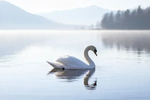 疣鼻天鹅在水面的特写场景