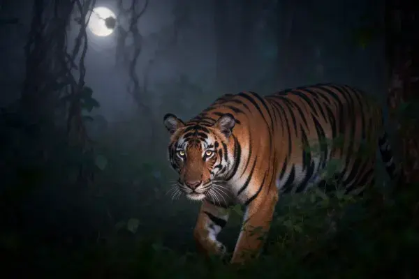 孟加拉虎夜间穿行森林