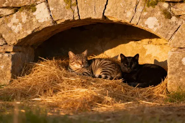 石拱门下短毛家猫休憩场景