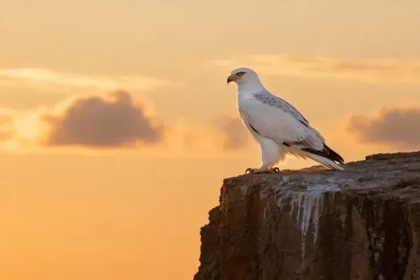 悬崖边白尾海雕的黄昏姿态