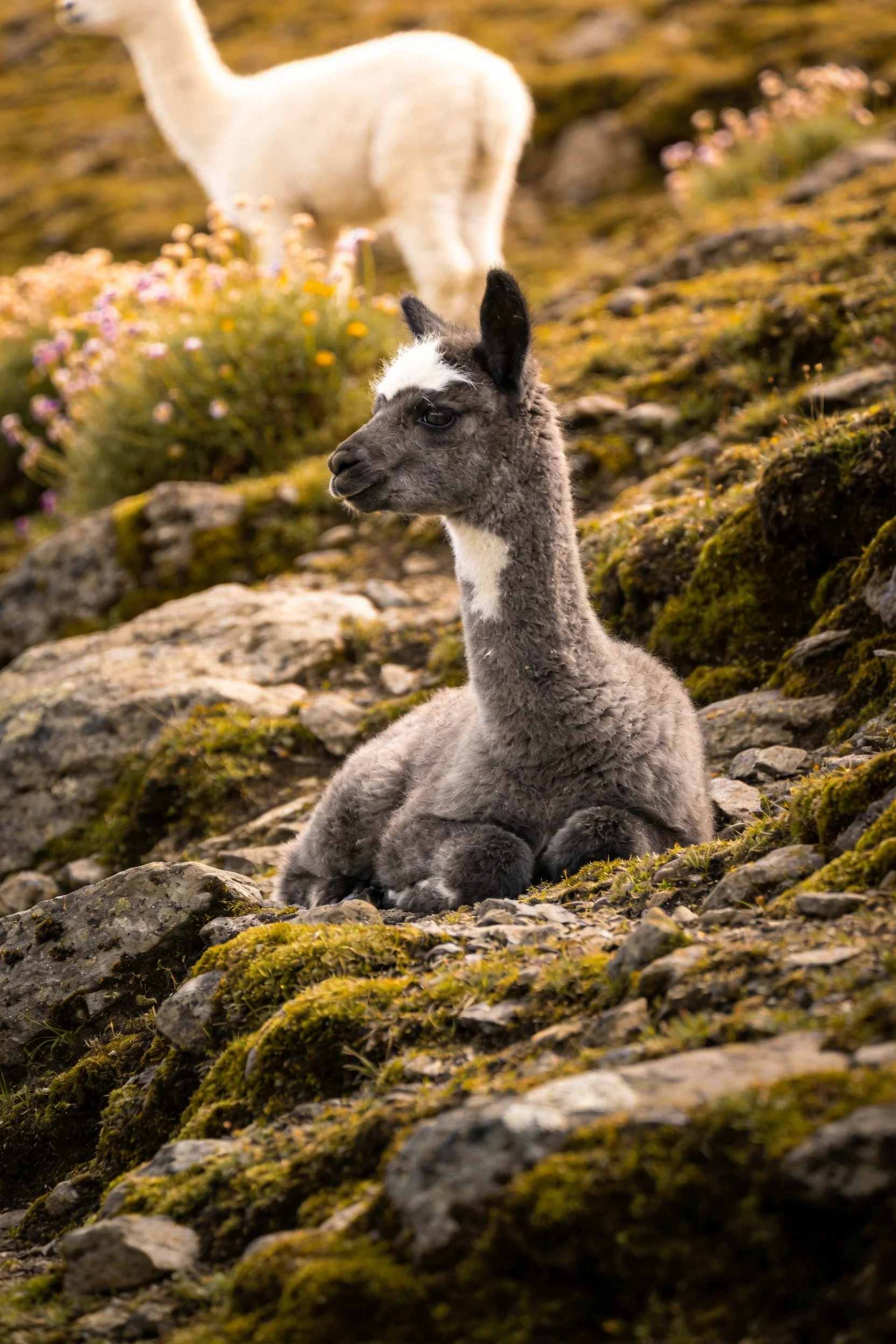 前景处的一只灰色带白斑羊驼幼崽正在长满青苔的岩石上,毛发柔软蓬松。