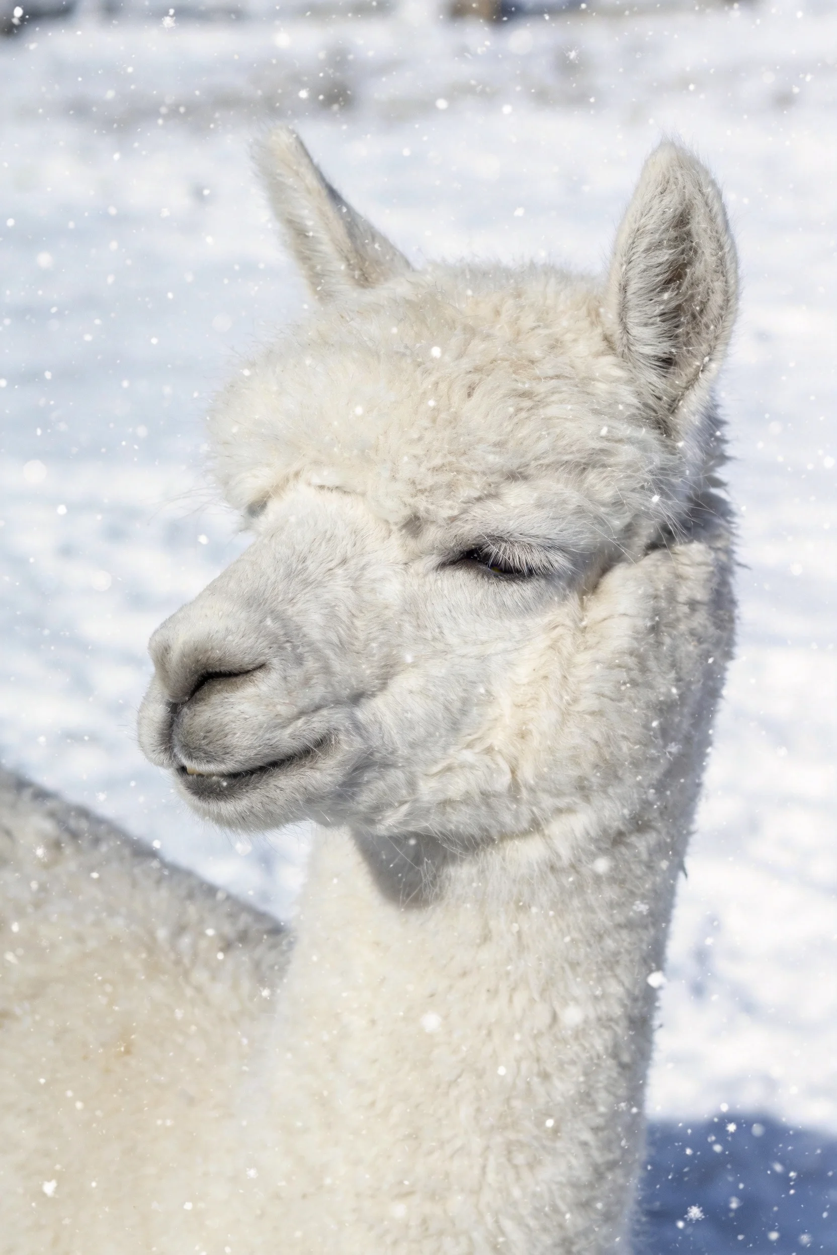 白色美洲驼半睁着眼站在雪地中,蓬松柔软的白色毛发在雪景背景下显得格外洁白。