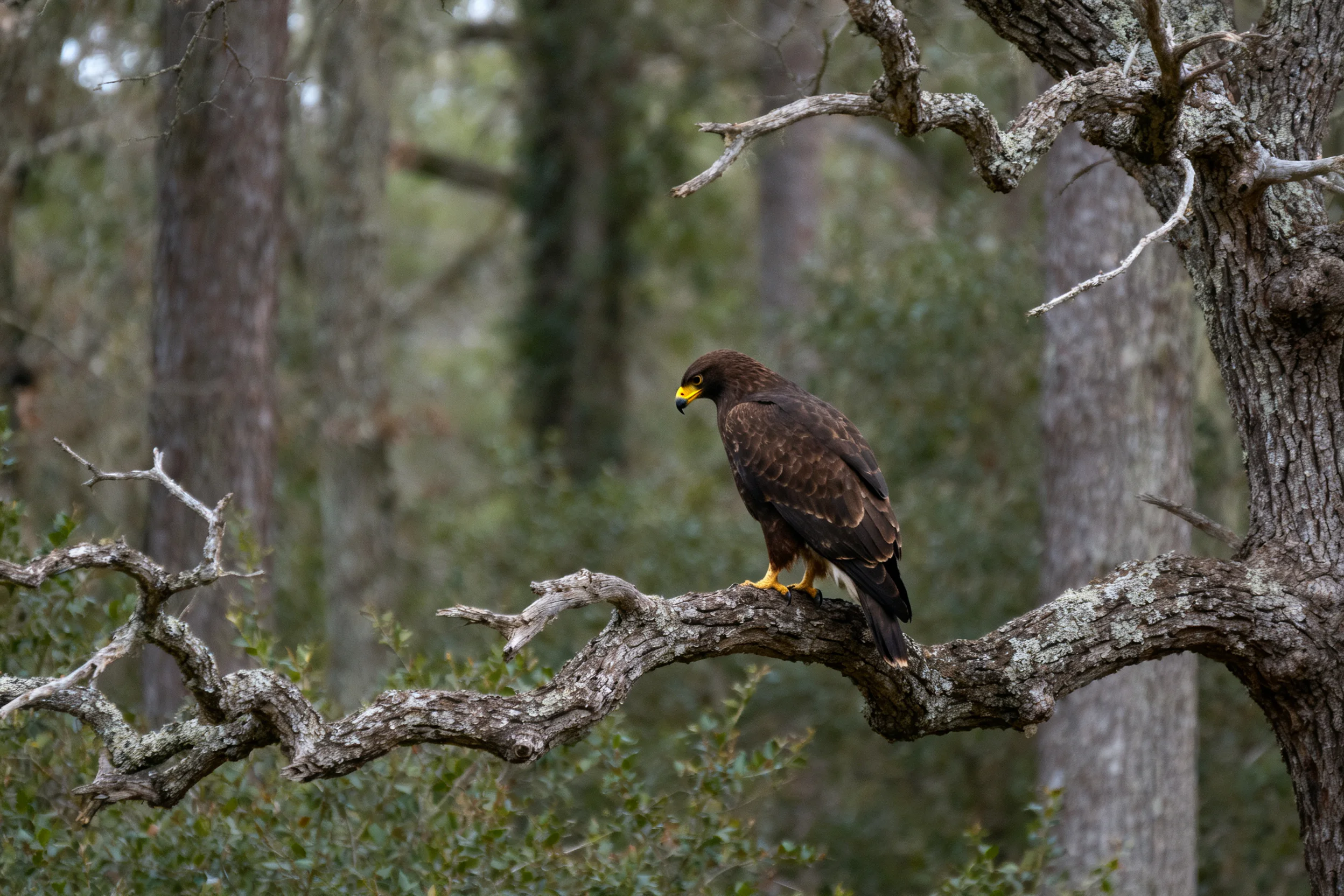 一只哈里斯鹰栖息在森林中纹理粗糙的枯树枝桠上,黄色的爪子紧紧抓住树枝。