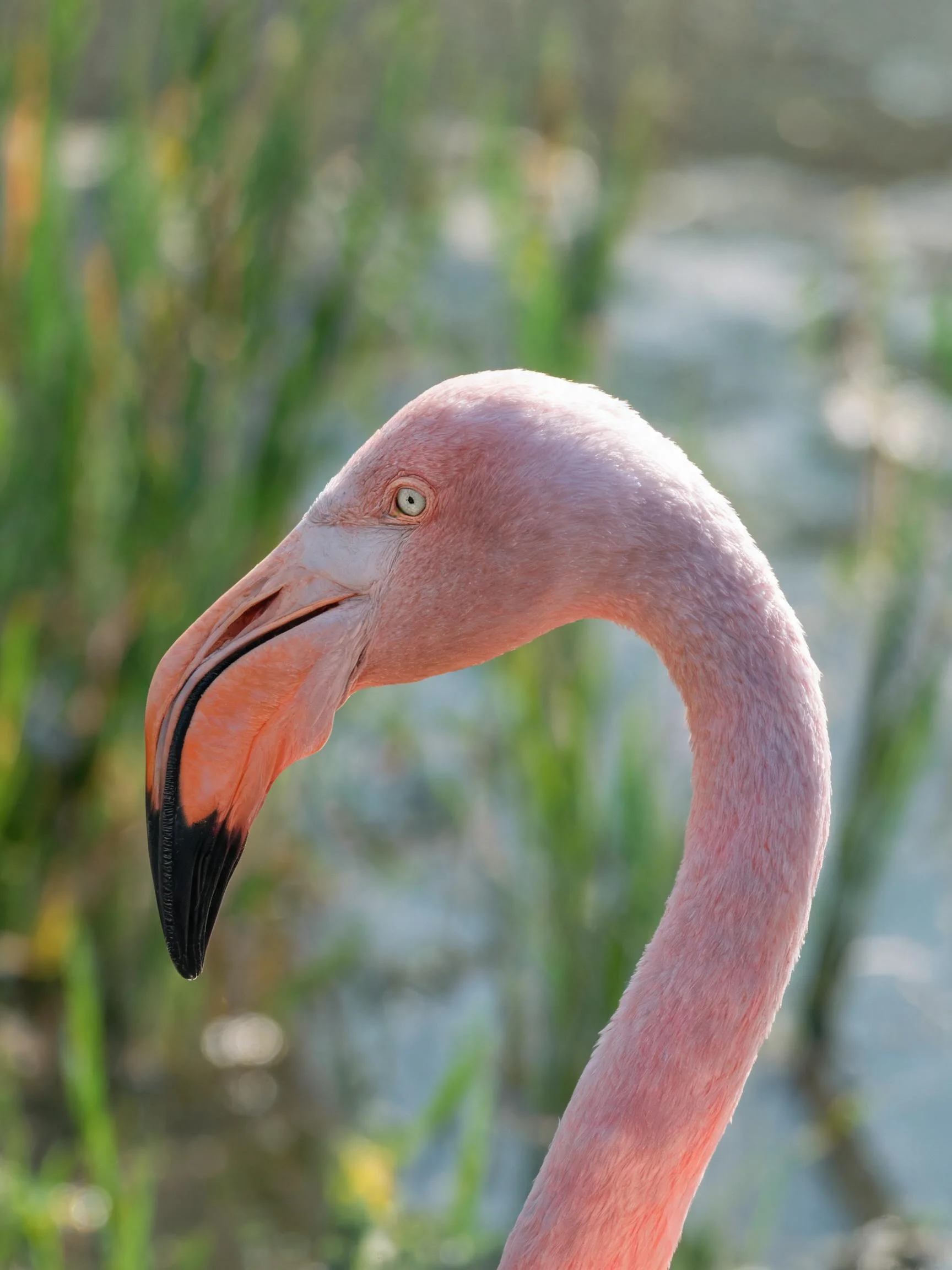 一只火烈鸟,喙部橙粉色带黑色尖端,头部和颈部呈粉红色,处于湿地环境中。
