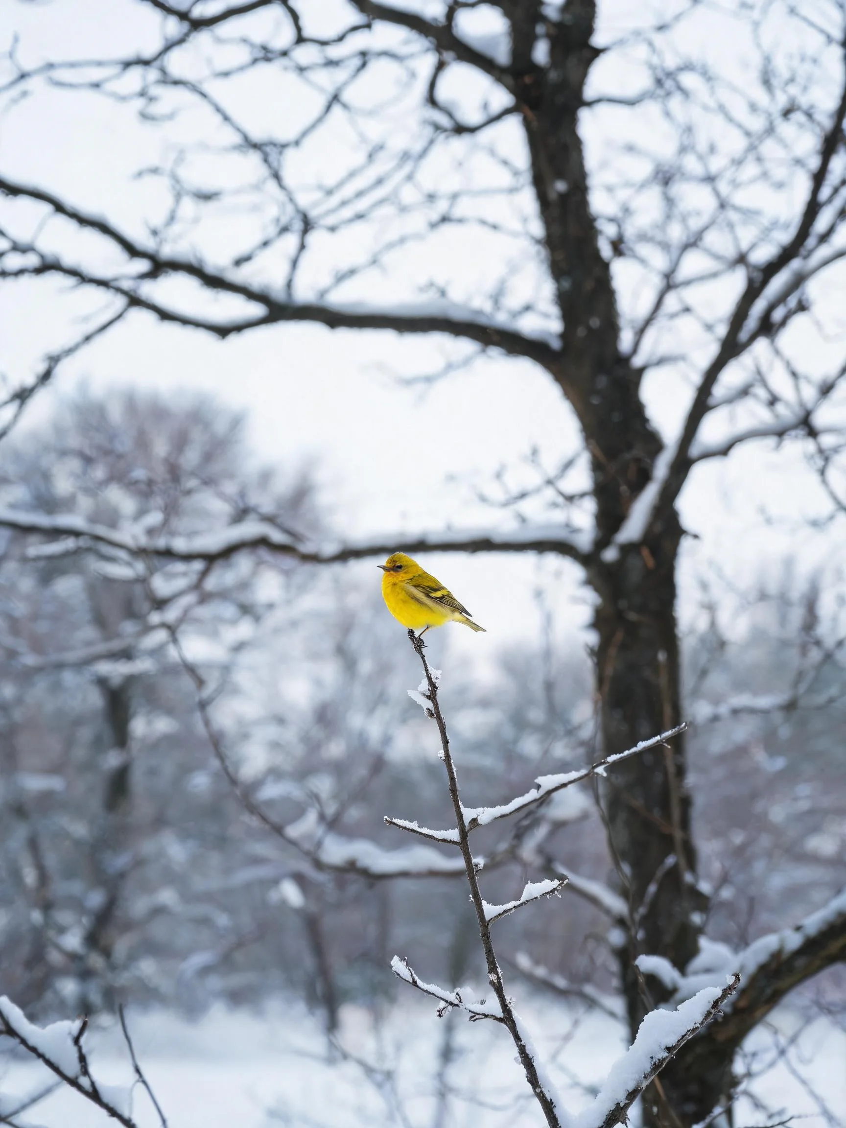 黄腹金翅雀栖息在被雪覆盖的树枝上,羽毛呈明黄色,爪子紧紧抓握树枝。