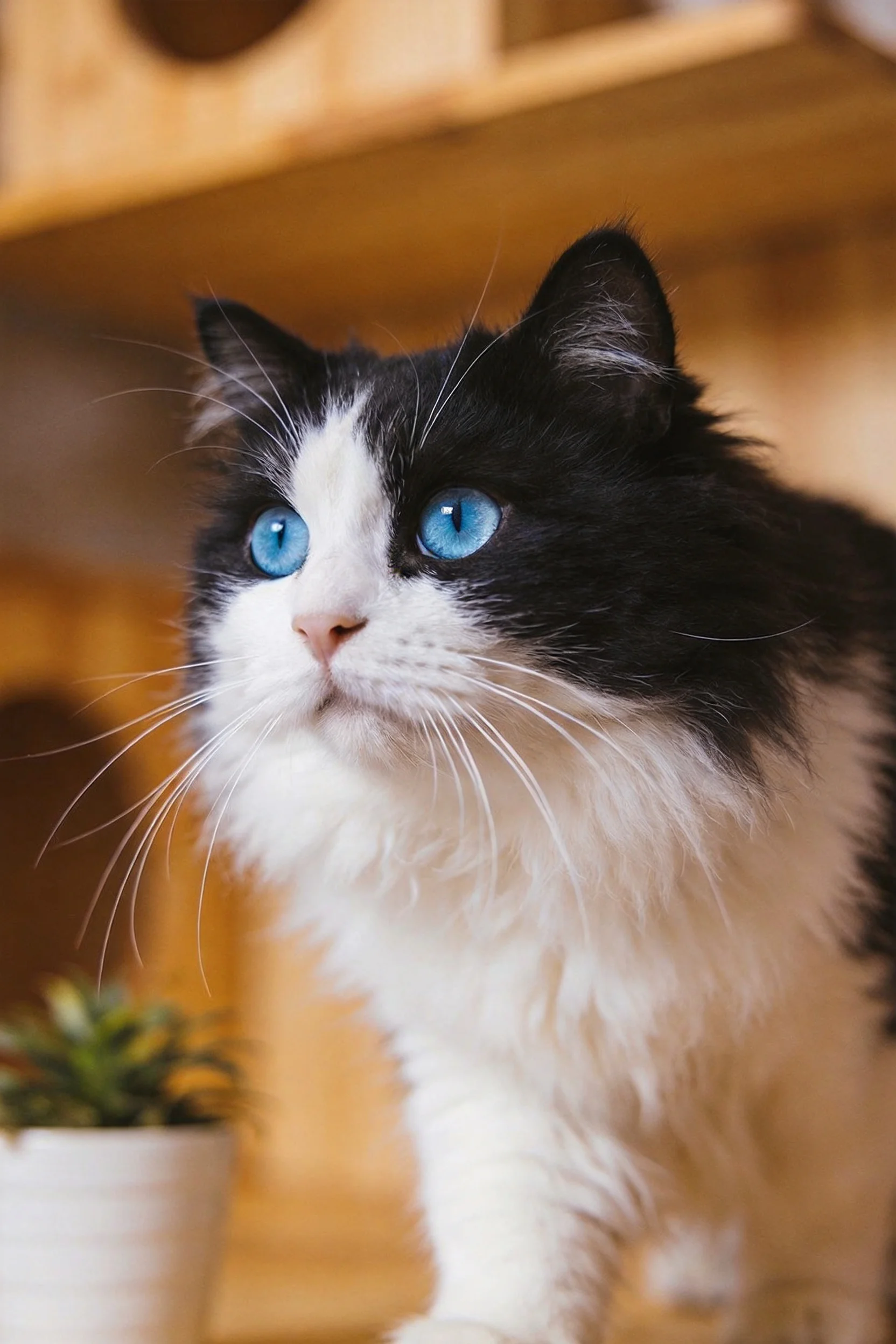 黑白双色长毛猫有着明亮的蓝色眼睛,蓬松柔软的毛发贴附在身体表面。