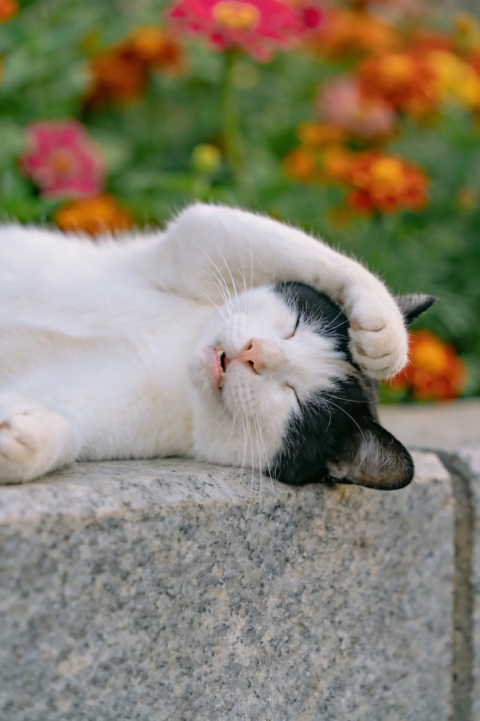 短毛家猫仰卧在石栏上，黑白相间的被毛清晰可见，前爪抬起至头顶位置进行梳理动作。