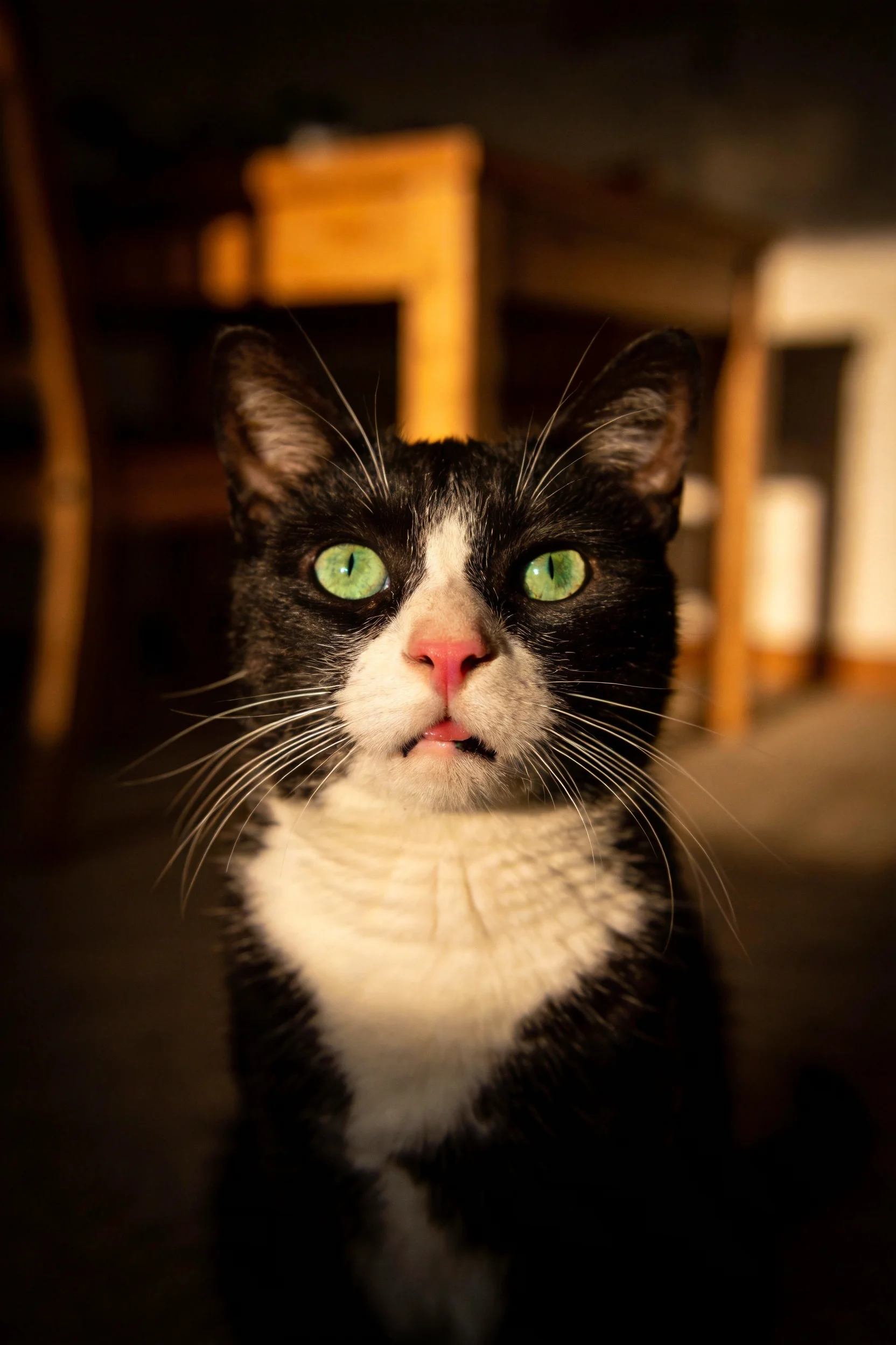一只黑白短毛家猫,拥有明亮的绿色眼睛,正安静地注视着前方。