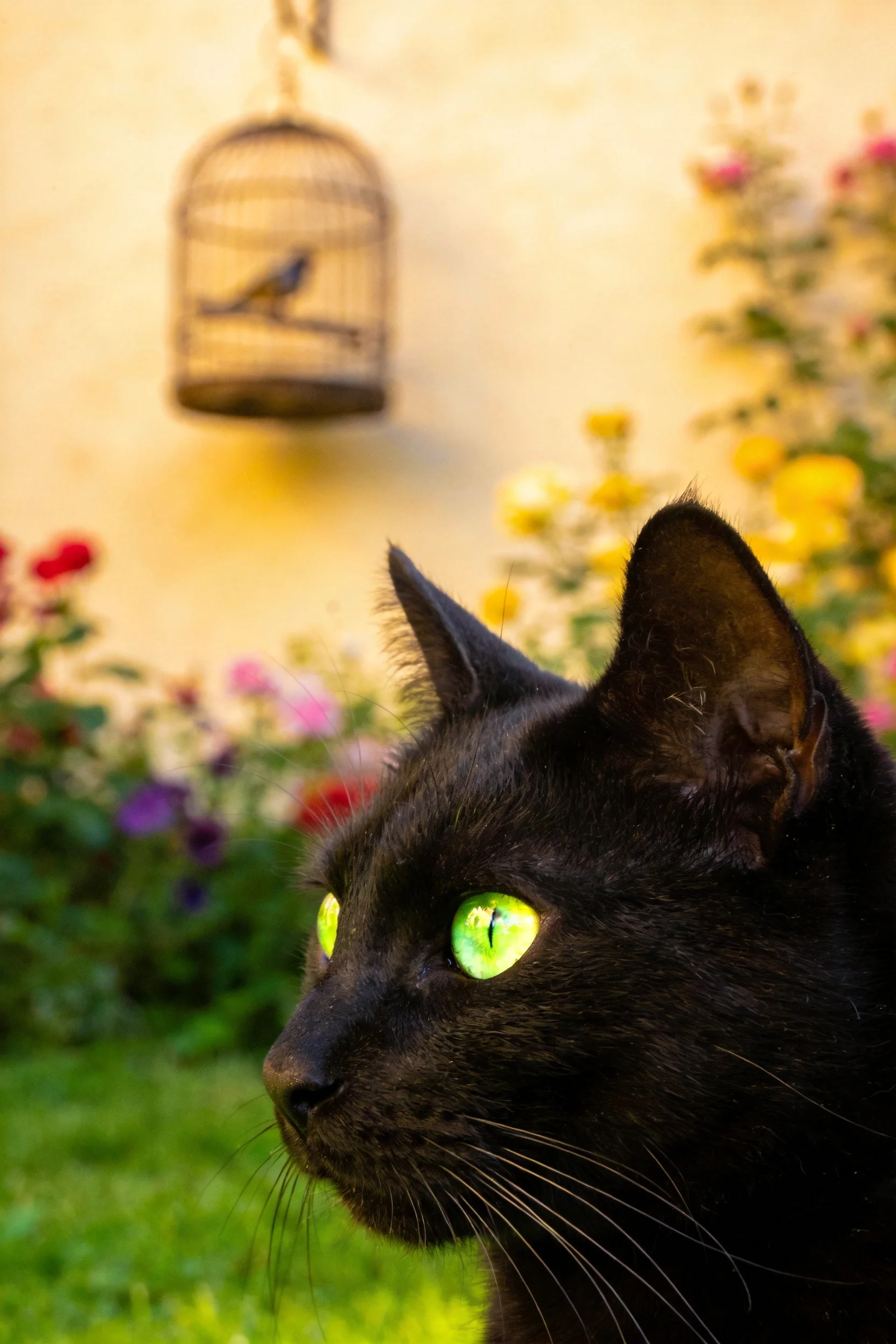 短毛黑猫拥有明亮的绿色眼睛，黑色的毛发在画面中清晰呈现。
