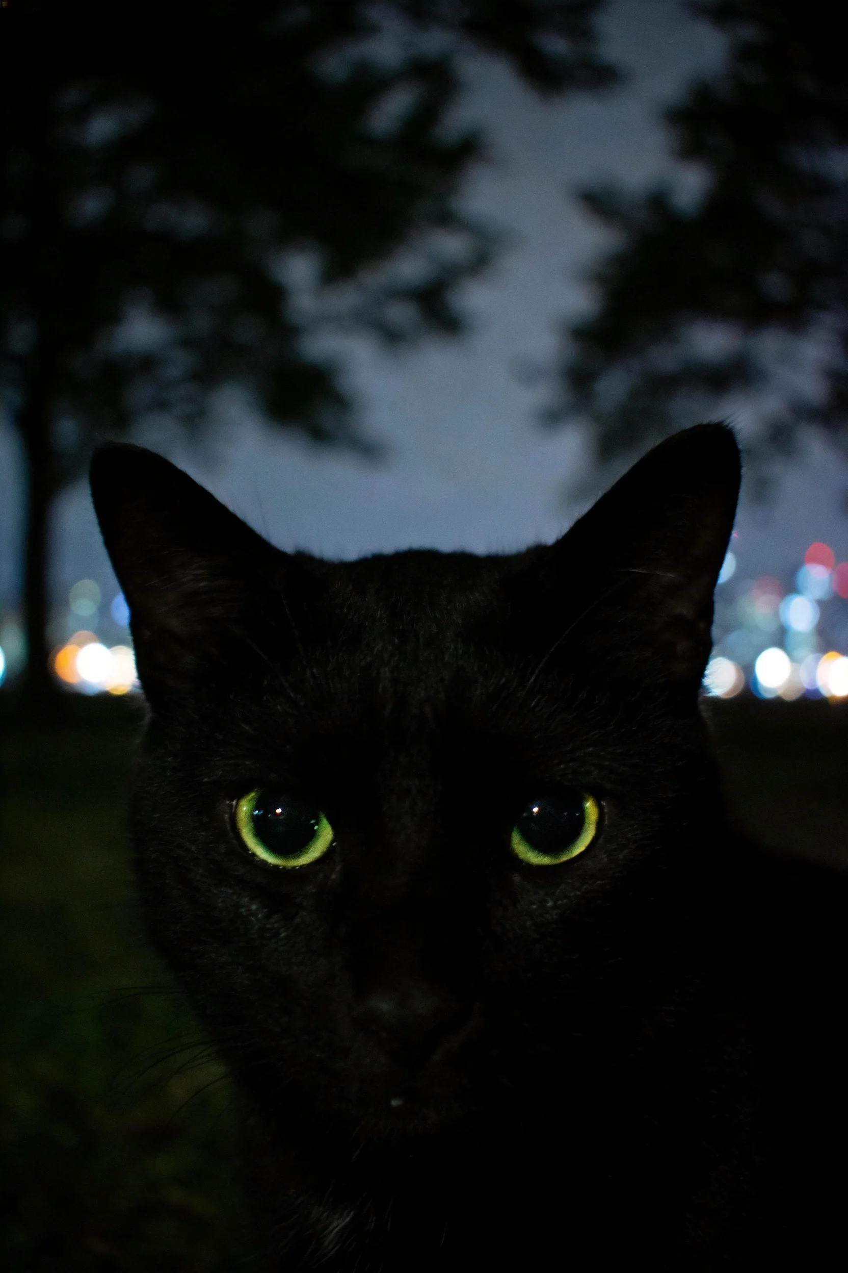 短毛家猫双眼发出幽绿色光芒,皮毛纯黑,处于夜晚的城市环境中。