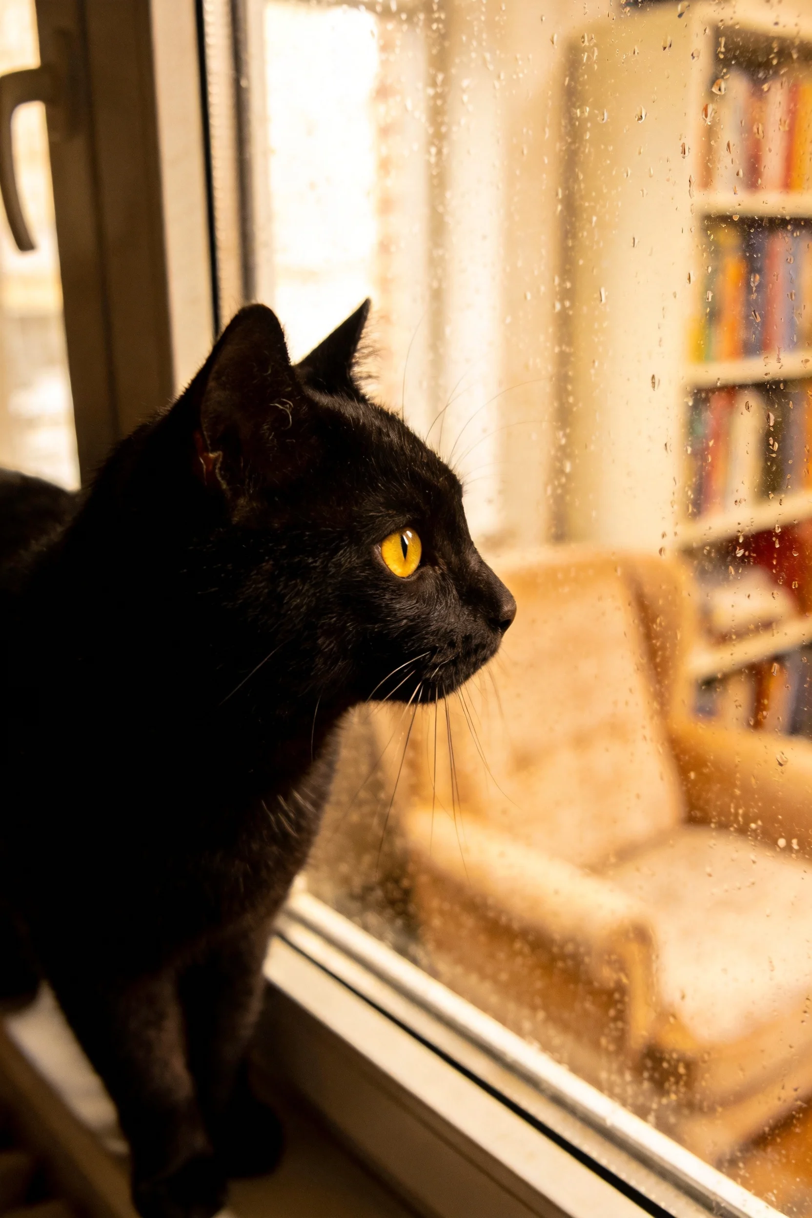 一只短毛家猫,拥有乌黑短毛和明亮黄色眼睛,站在带雨滴的窗前凝视室外。