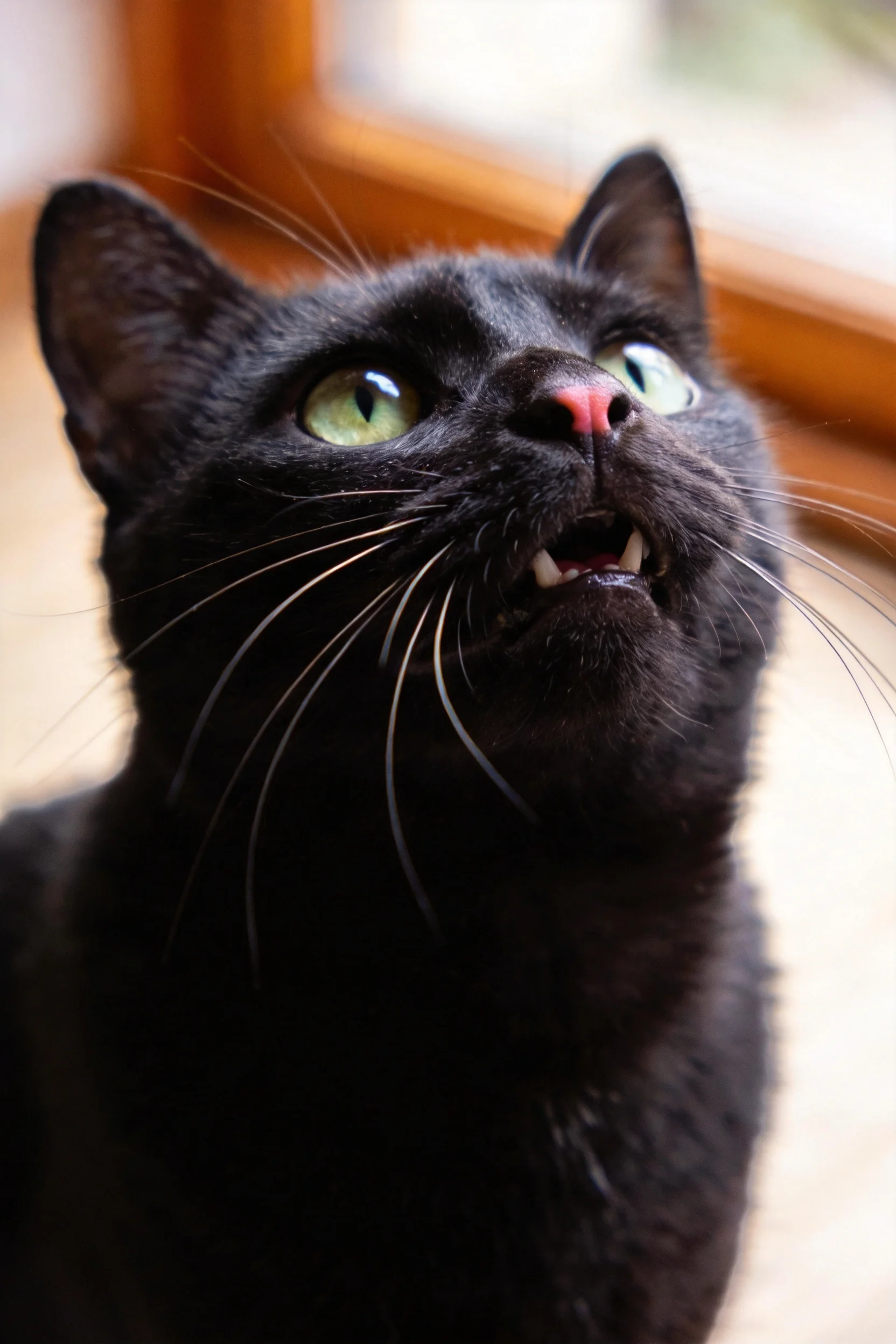 一只黑色短毛家猫仰视着上方,绿色的眼睛明亮清澈,黑色的被毛光滑有光泽。