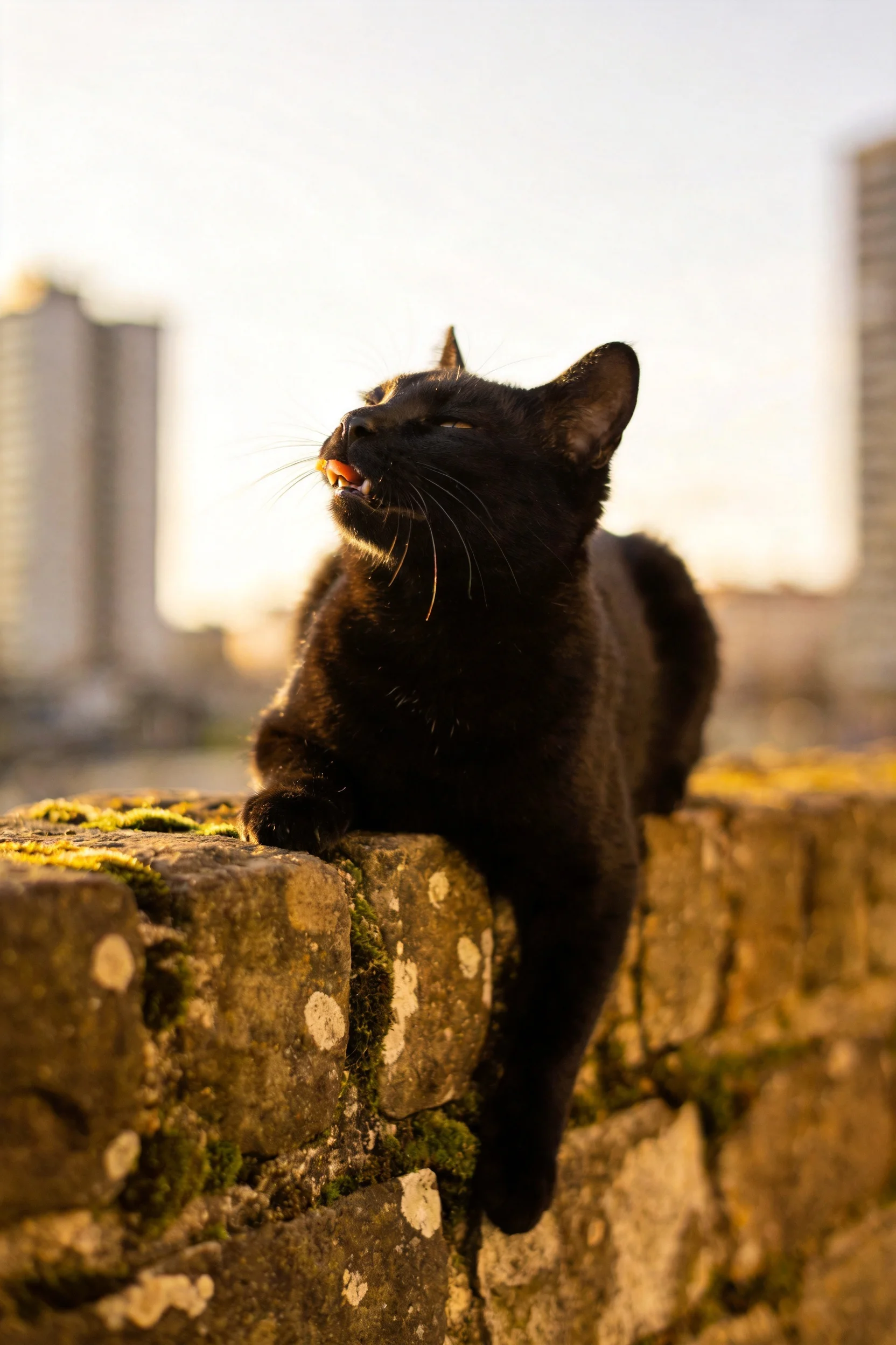 一只短毛家猫,全身乌黑的被毛,趴在古老石墙上,胡须清晰可见。