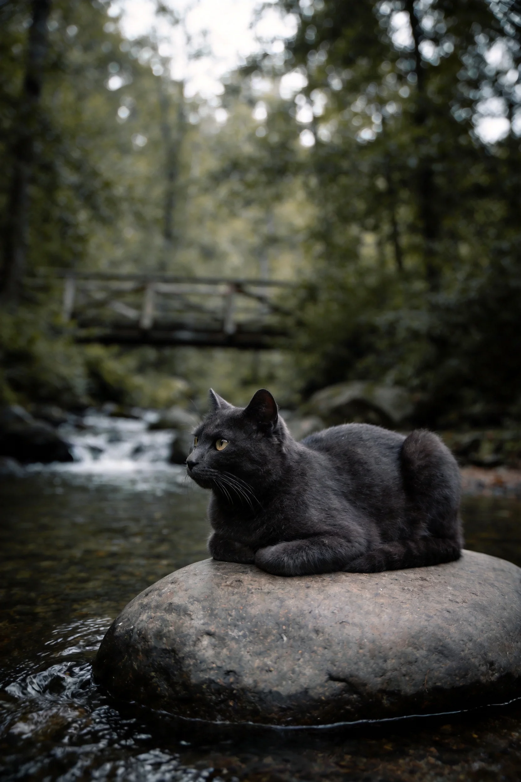 一只短毛家猫趴在溪流岩石上,黑色的毛发顺滑贴附在岩石表面。