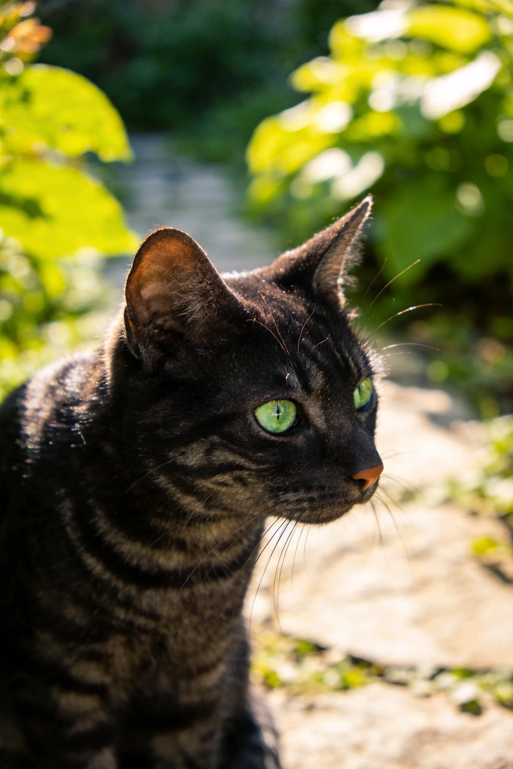 短毛虎斑猫有着翠绿色眼睛和带有条纹的黑色皮毛,目光专注地凝视前方。
