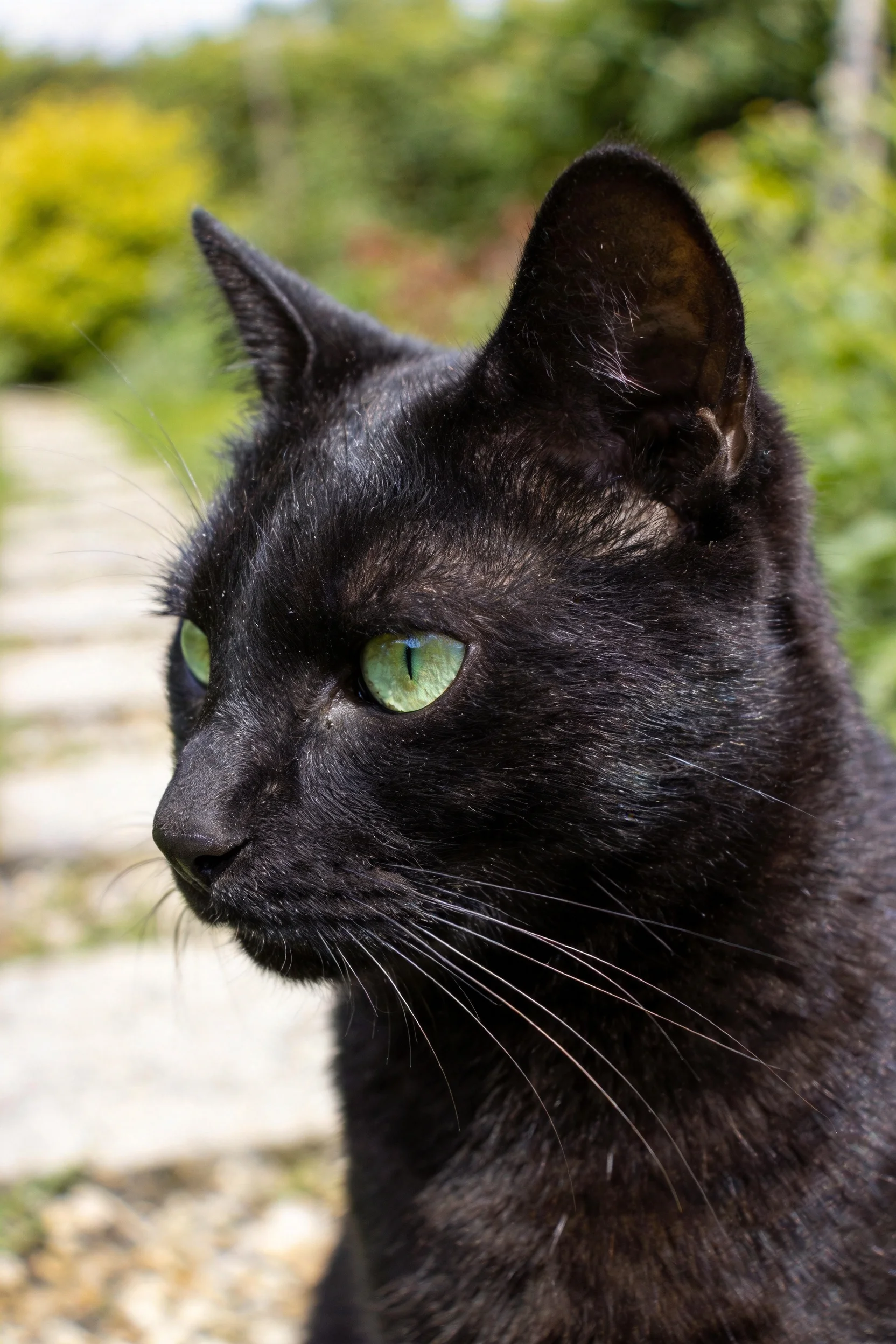 短毛家猫拥有乌黑发亮的被毛和明亮的绿色眼睛,胡须修长清晰。