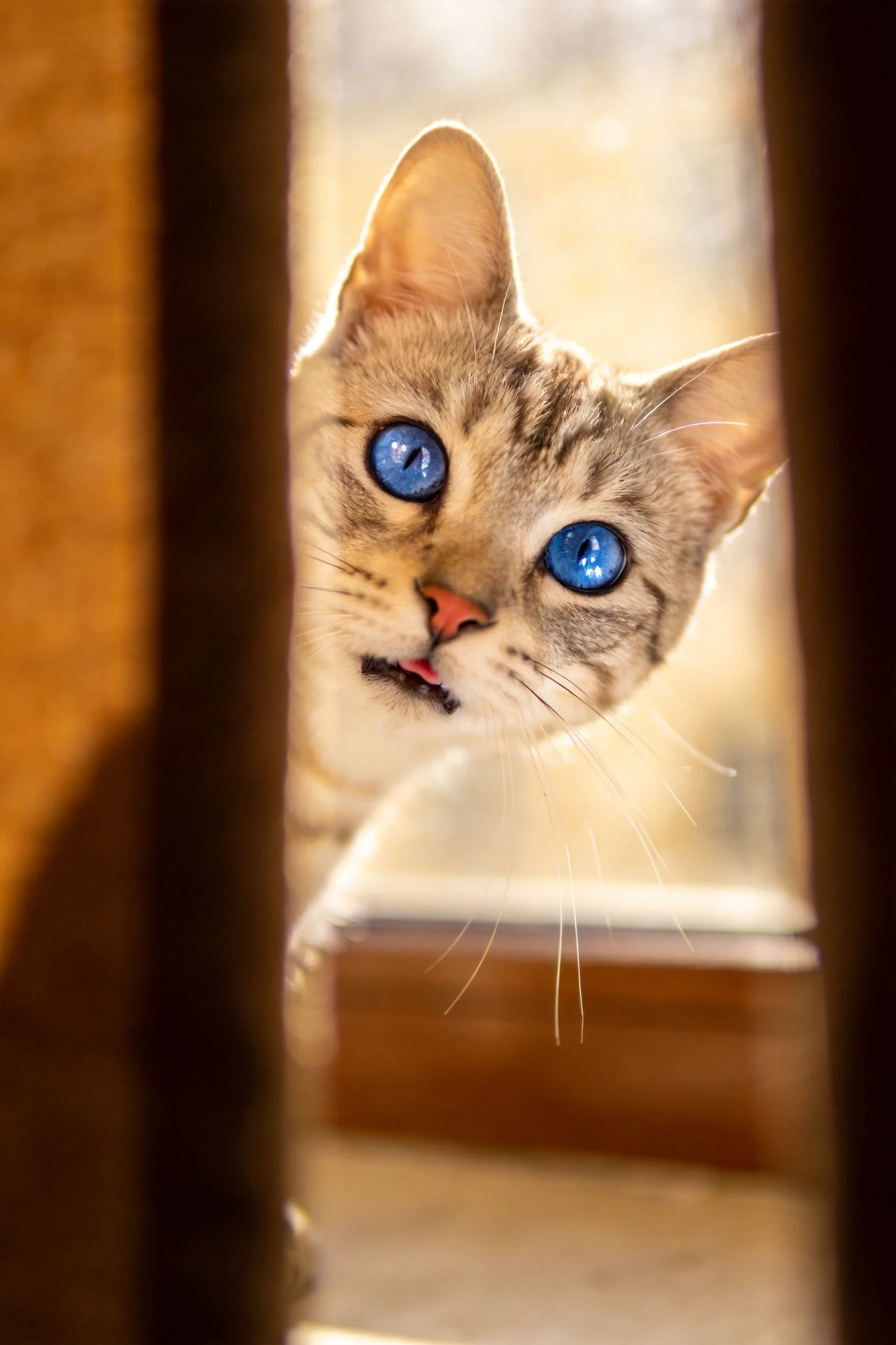 蓝眼虎斑短毛猫有着清澈的蓝色眼睛和浅灰底色带深色条纹的被毛，安静地透过木质缝隙观察。