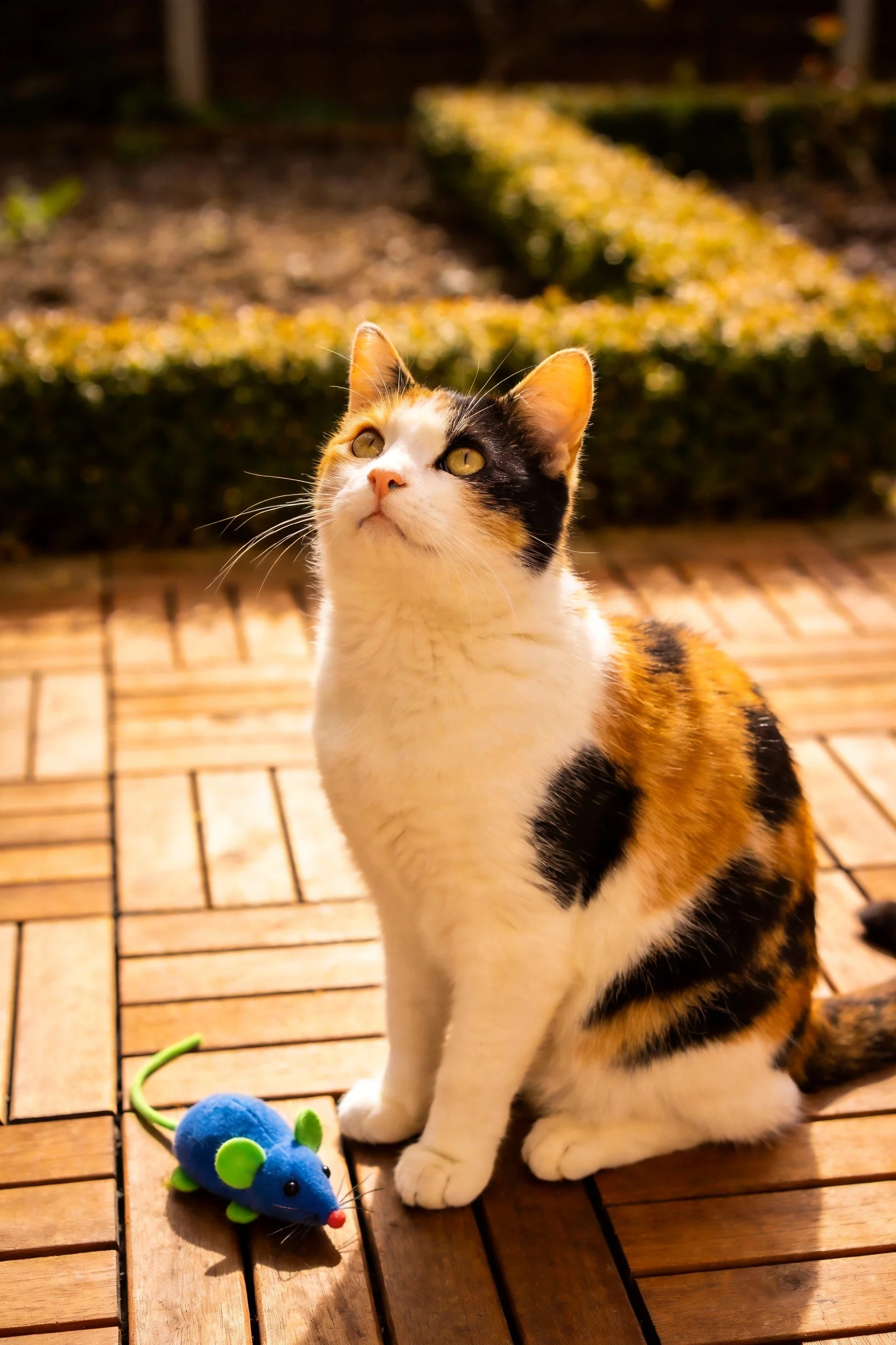 三色短毛家猫目光向上凝视,身旁摆放着蓝色布制老鼠玩具。
