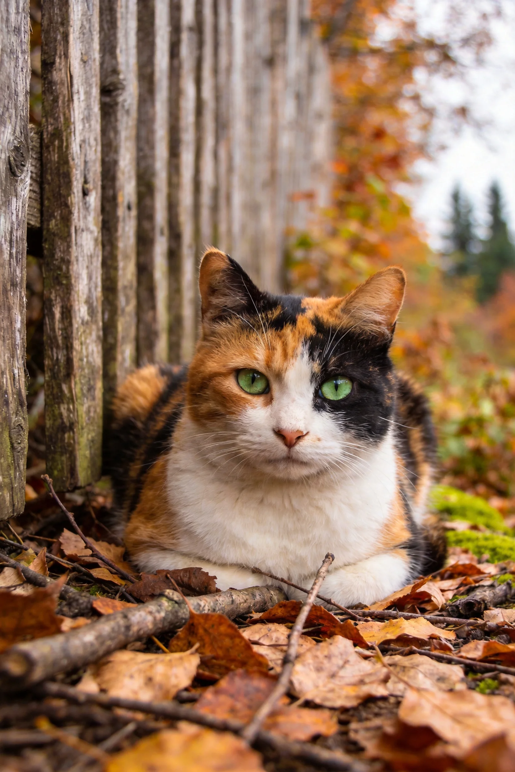 三色短毛家猫有着橙、黑、白的毛发,绿色的眼睛明亮有神,正安静地趴在木栅栏旁的秋叶中。