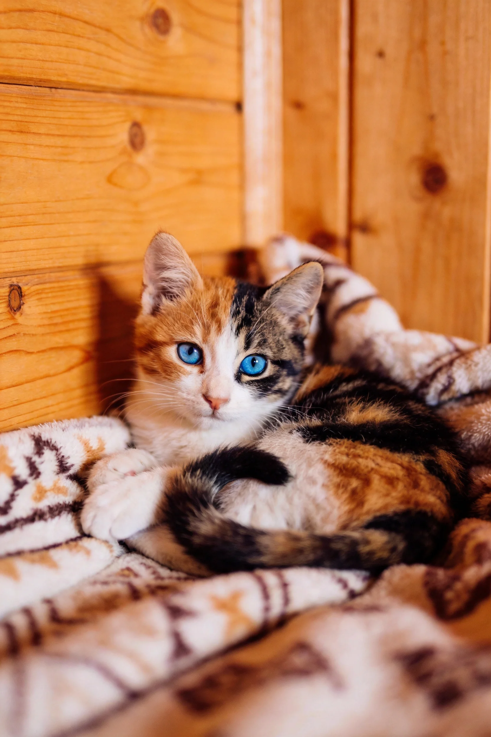 三色短毛家猫有着明亮的蓝色眼睛,毛发呈现出黑色、橙色与白色的分布特征。