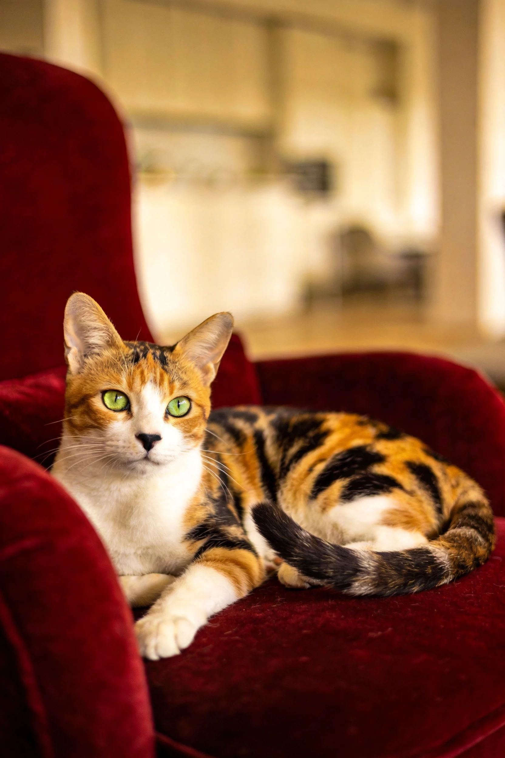 三色短毛猫趴在红色绒面座椅上,绿色眼睛清晰可见,毛发呈现典型三色分布特征。