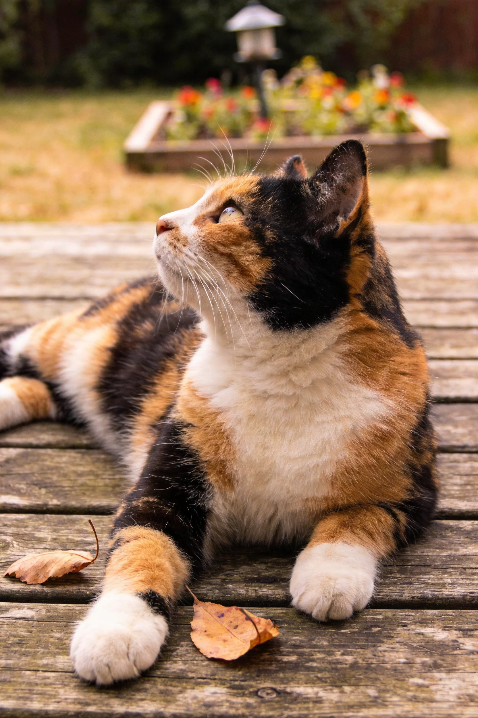 短毛三色猫目光向上凝视,木质平台上的枯黄落叶清晰可见。