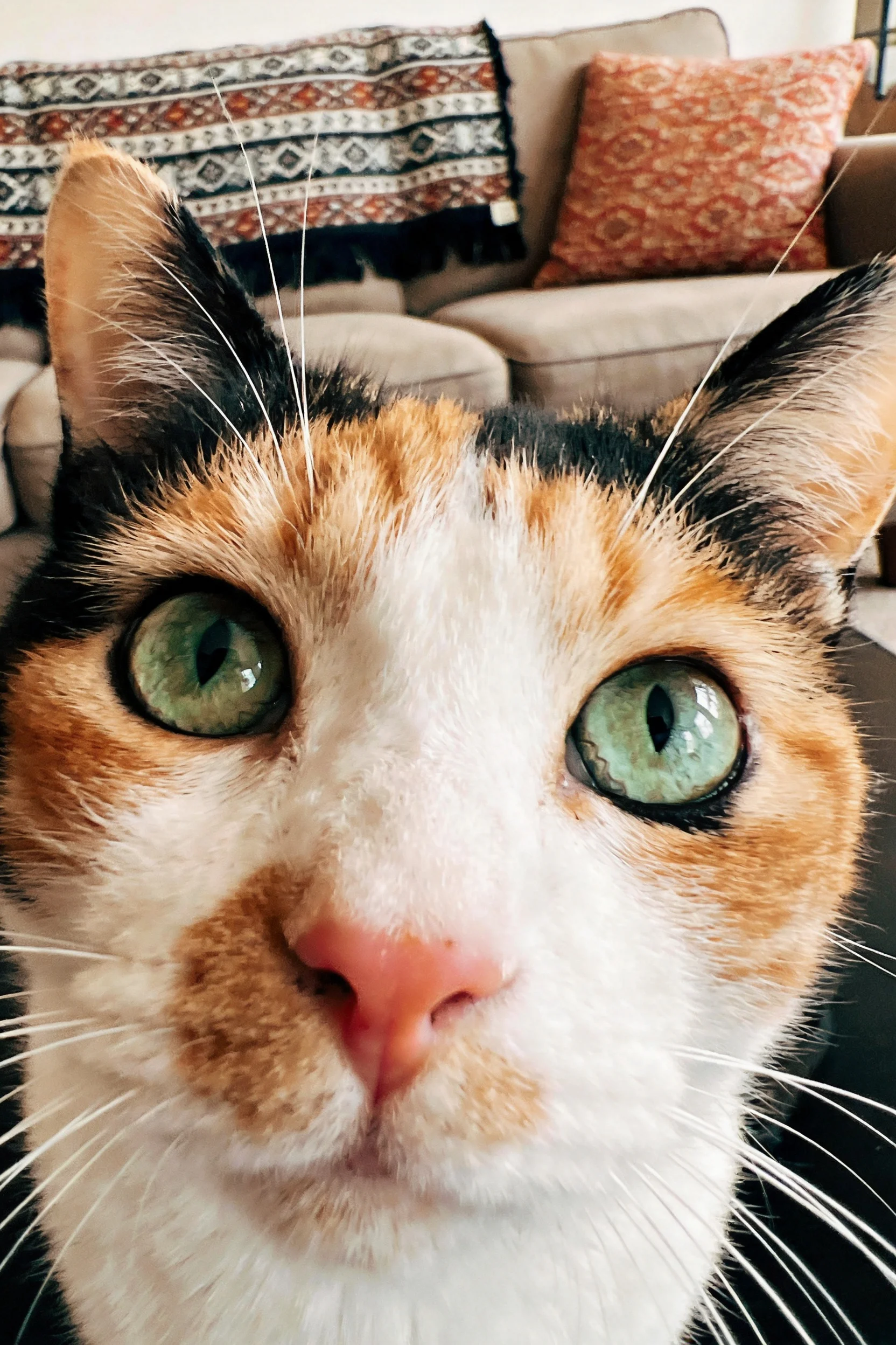 三色短毛猫拥有明亮的绿色眼眸,修长的胡须清晰可见。