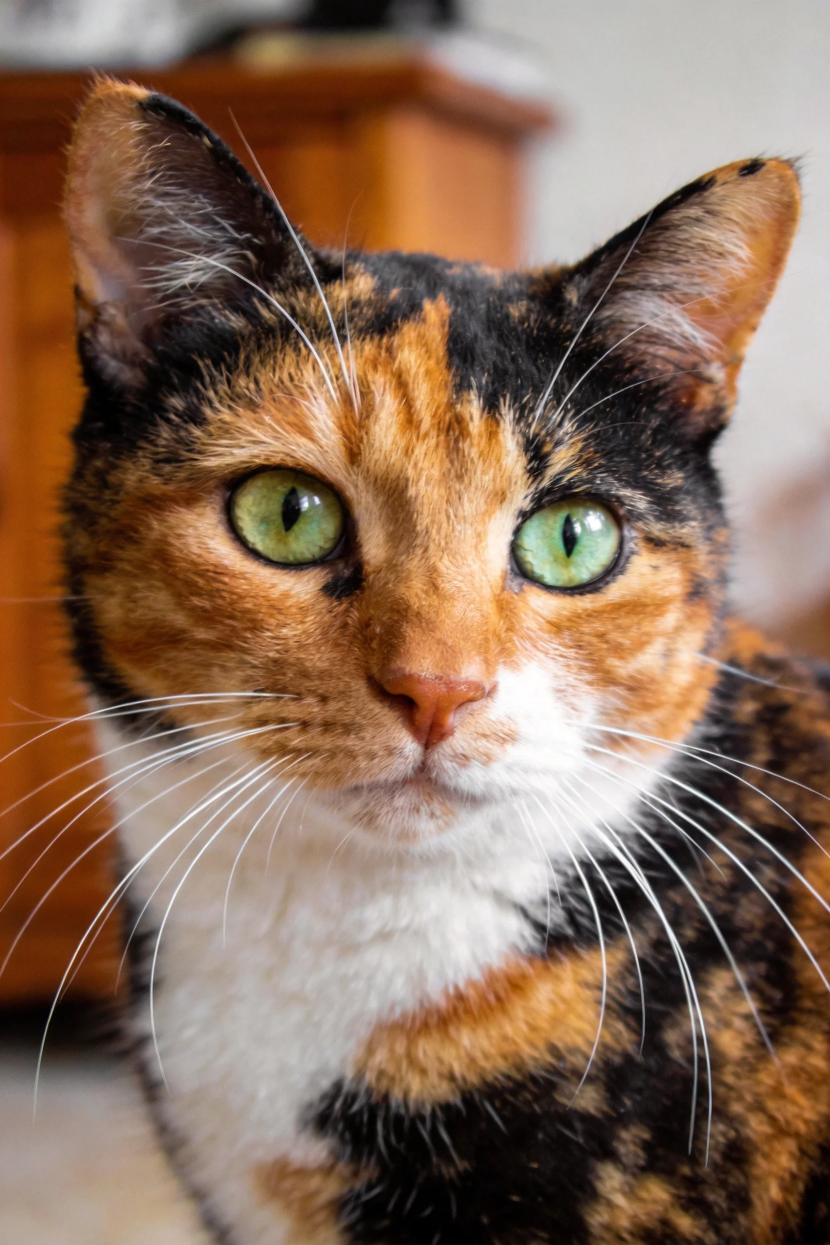三色短毛猫拥有绿色眼睛,修长的白色胡须从脸颊两侧伸出,毛发呈现出橙色、黑色与白色的混合色彩。