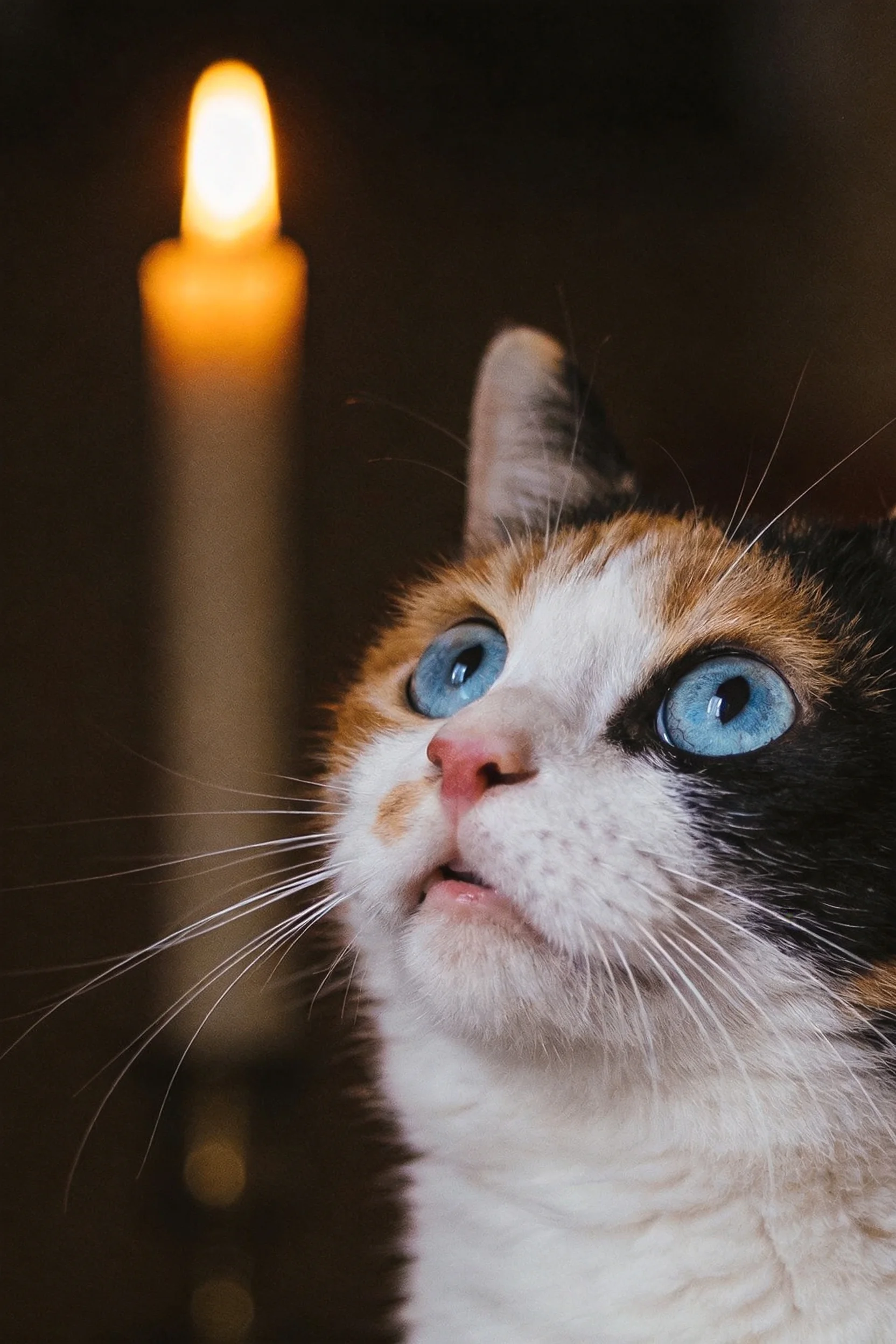 三色短毛猫拥有明亮的蓝色眼睛,黑色的耳朵边缘搭配黑、白、橙相间的毛发,长长的胡须清晰可见。